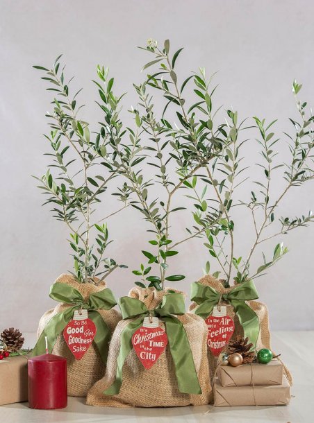 Holiday Ornamental Olive Trees