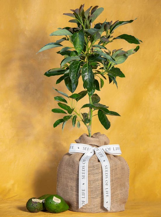 Just Because Avocado Tree: Seeds Of Life