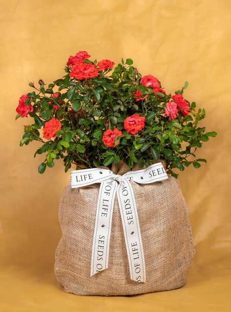 Housewarming Coral Rose