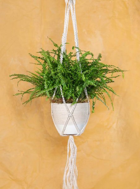 Just Because Lemon Button Fern with Macramé Hanger