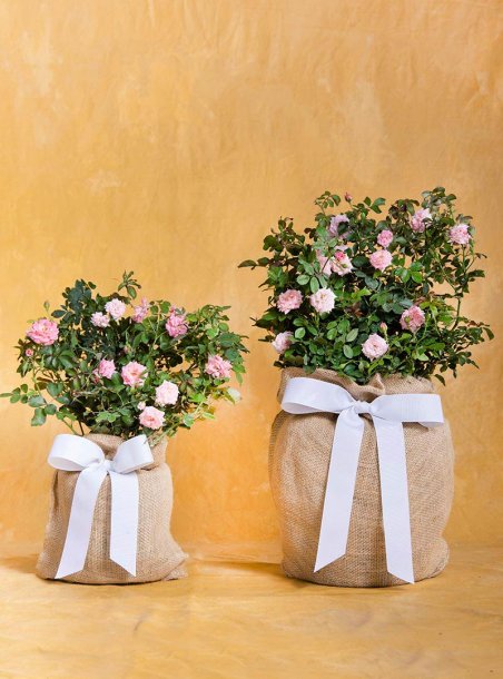 Just Because Pink Rose Gift