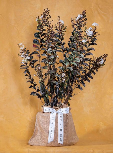 Just Because White Crepe Myrtle