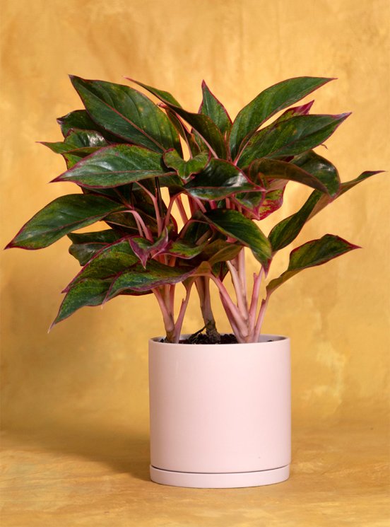 Housewarming Aglaonema Creta: Seeds Of Life