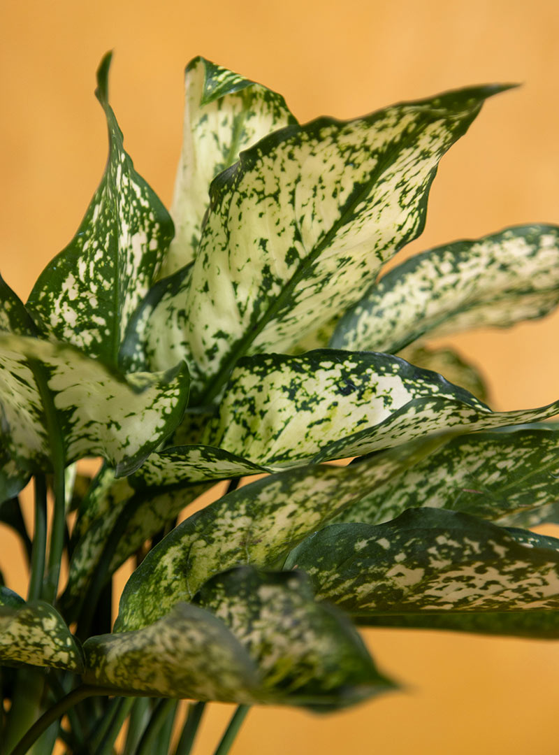 Memorial Aglaonema Osaka: Seeds Of Life