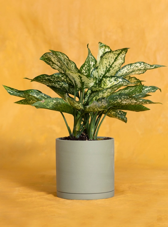 Memorial Aglaonema Osaka: Seeds Of Life
