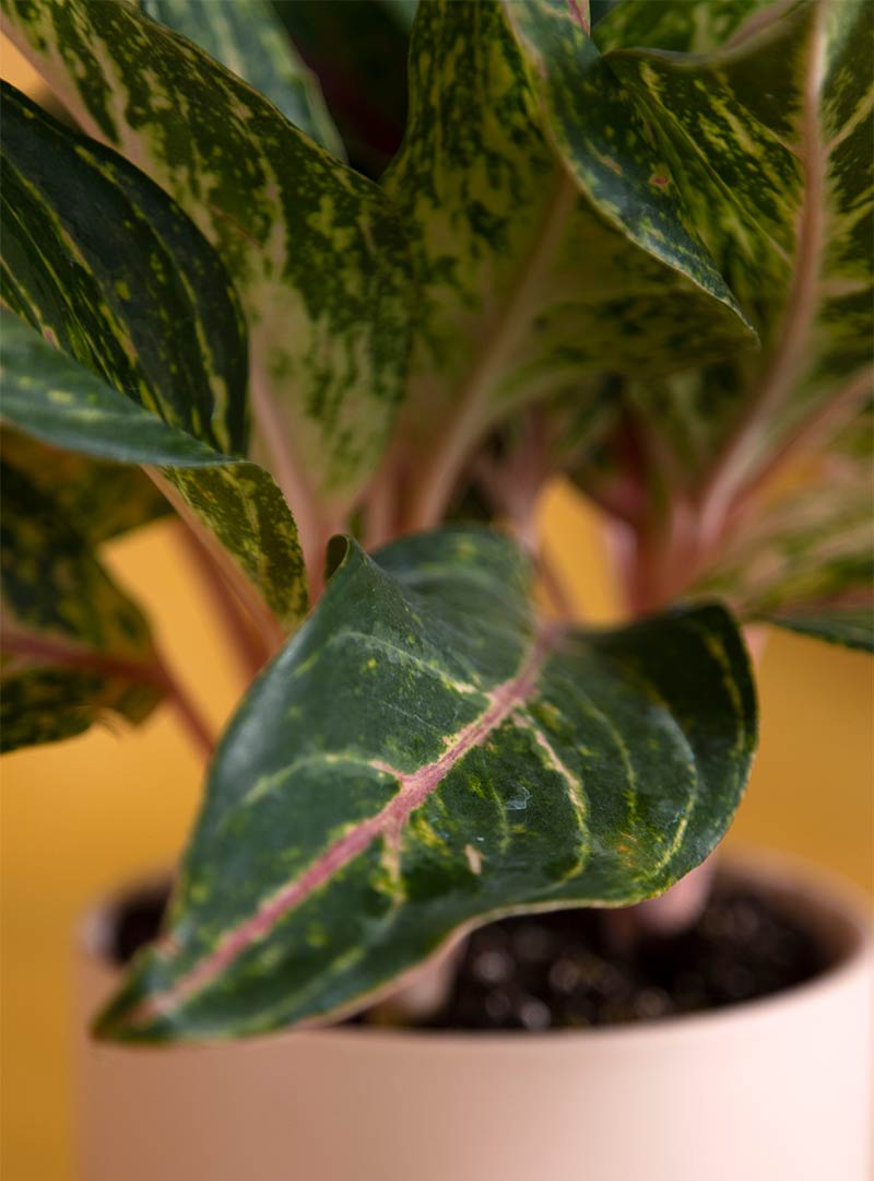 Baby Boy Aglaonema Sparkling Sarah: Seeds Of Life