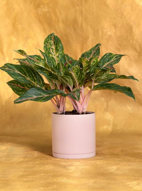 Housewarming Aglaonema Sparkling Sarah