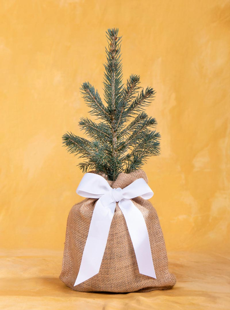 Blue Spruce Memorial Tree