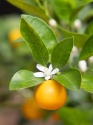 Memorial Calamondin Orange