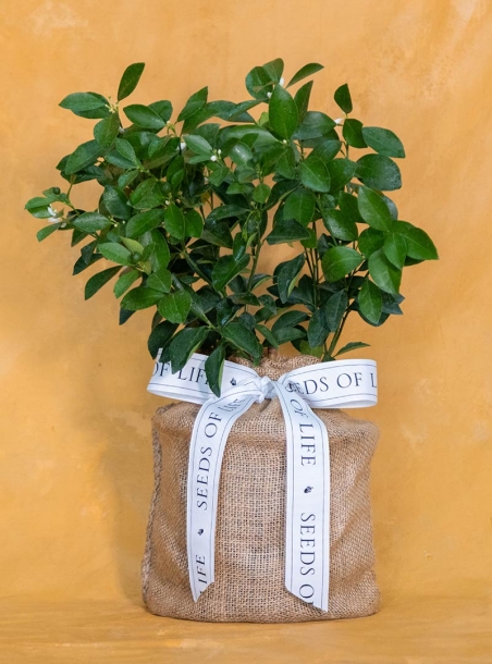 Housewarming Calamondin Orange