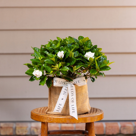 Gardenia Plant