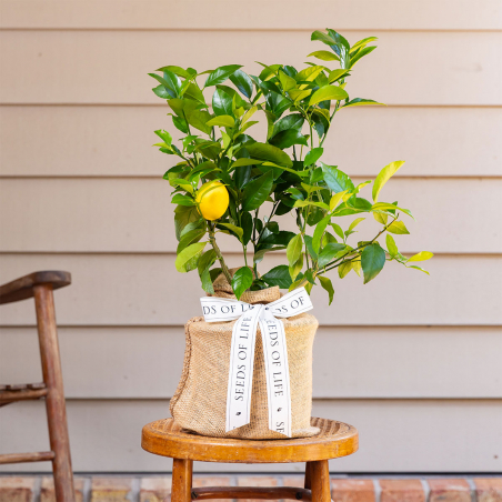 Meyer Lemon Tree