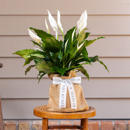Peace Lily Plant
