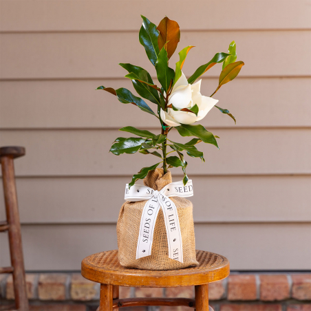 Southern Magnolia Tree