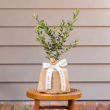 Olive Tree