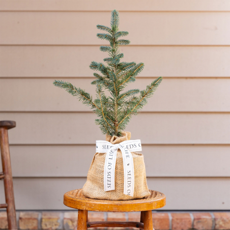 Blue Spruce Tree