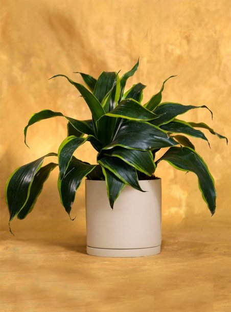 Housewarming Dracaena Dorado