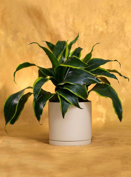Just Because Dracaena Dorado: Seeds Of Life