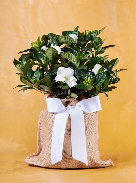 Fragrant Memorial Gardenia Gift
