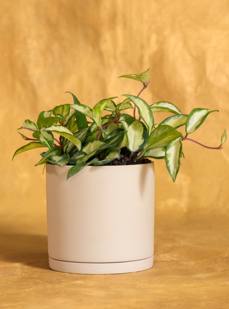 Housewarming Hoya Krimson Queen