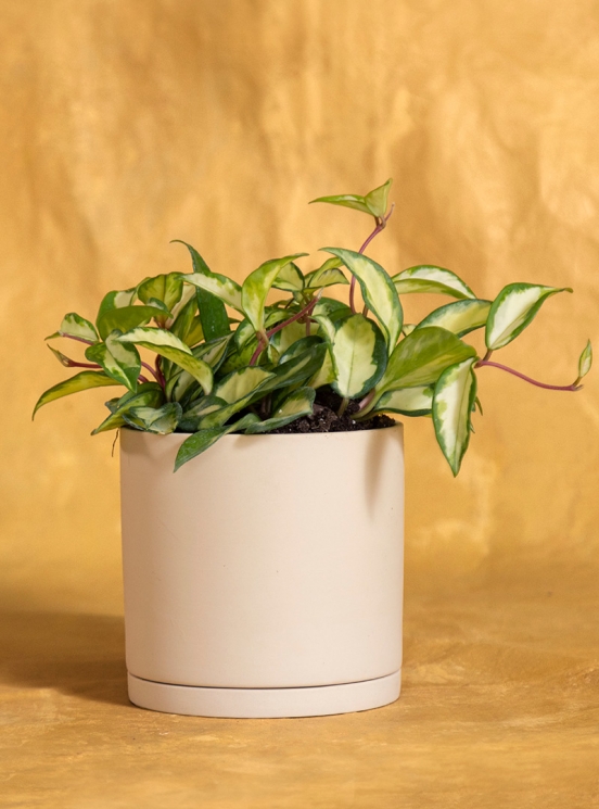 Memorial Hoya Krimson Queen: Seeds Of Life