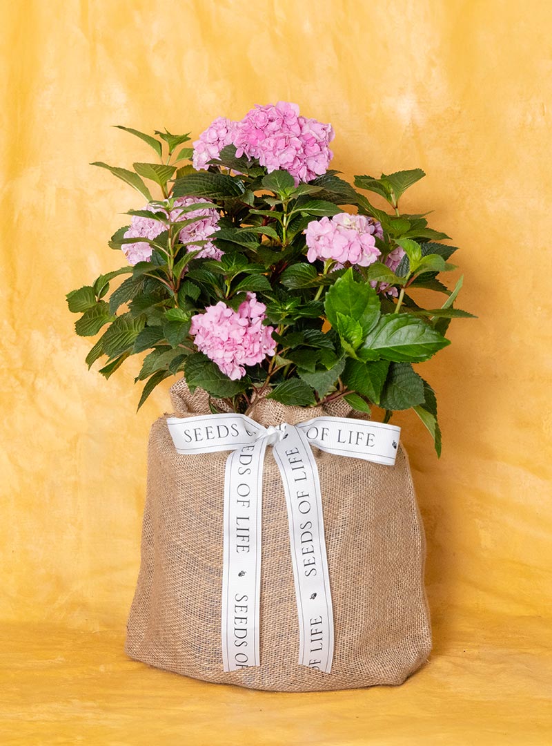 Pet Sympathy Hydrangea
