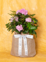 Pet Sympathy Hydrangea