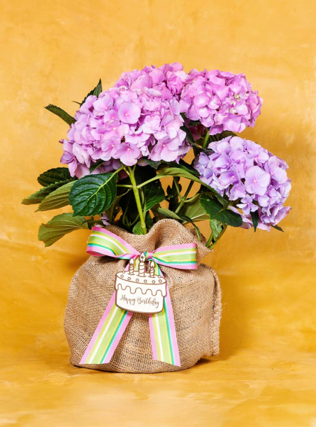 Birthday Hydrangea