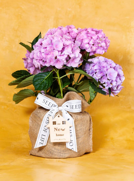Housewarming Hydrangea