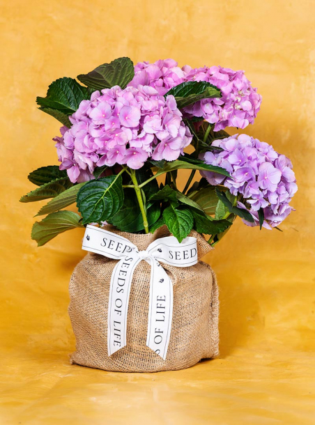 Memorial Hydrangea