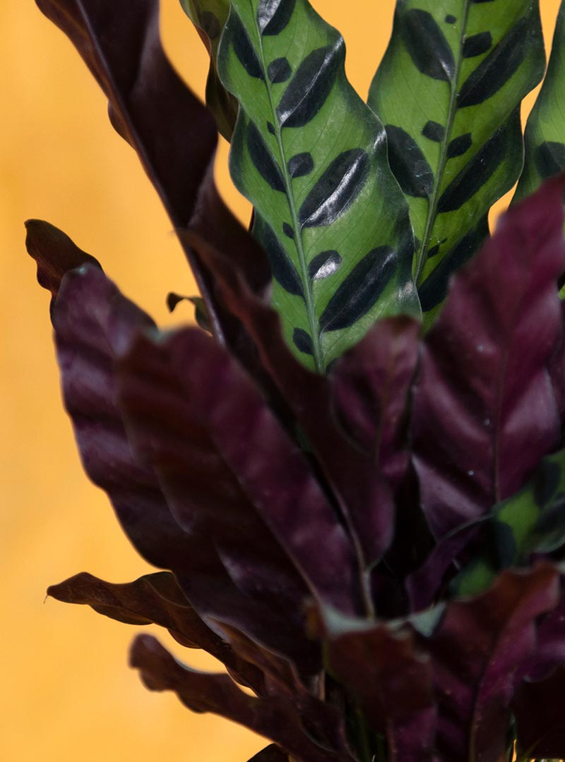 Housewarming Lancifolia