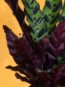 Housewarming Lancifolia