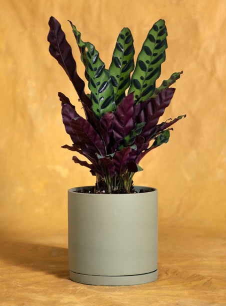 Housewarming Lancifolia