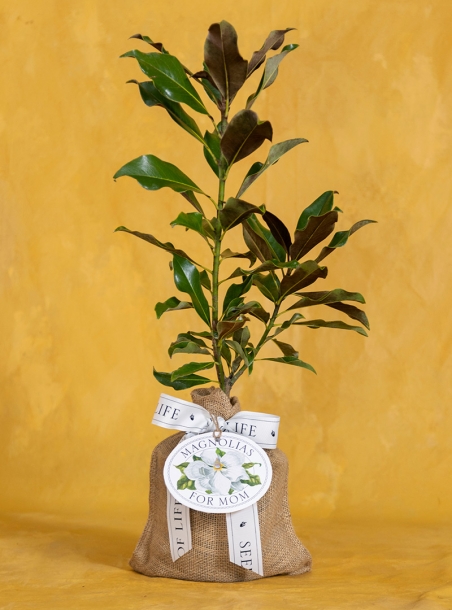 Magnolias for Mom
