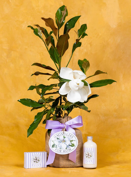 Mom's Magnolia Lavender Bundle