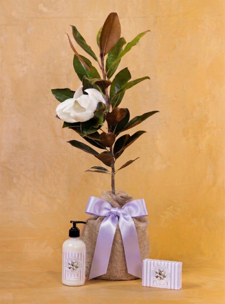 Mom's Magnolia Lavender Bundle