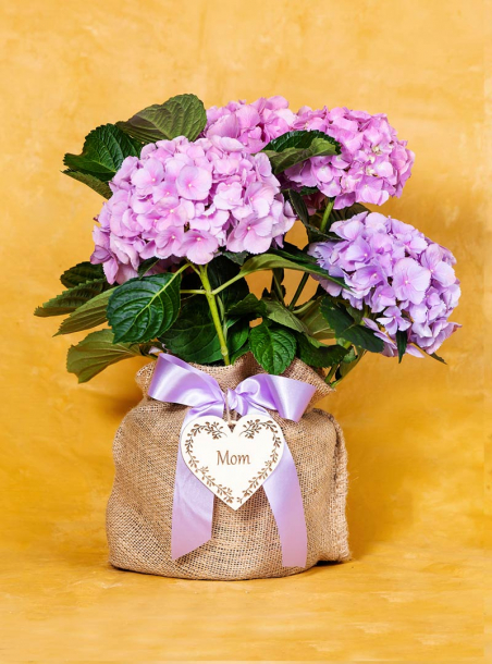 Mom's Hydrangea