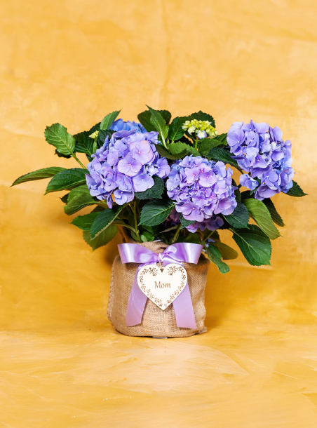 Mom's Hydrangea