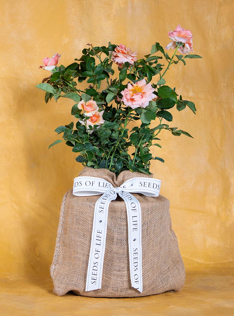 17' Extra-Wide Burlap, Natural, FR from Rose Brand