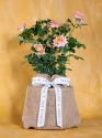 In Memory Mother of Pearl Rose