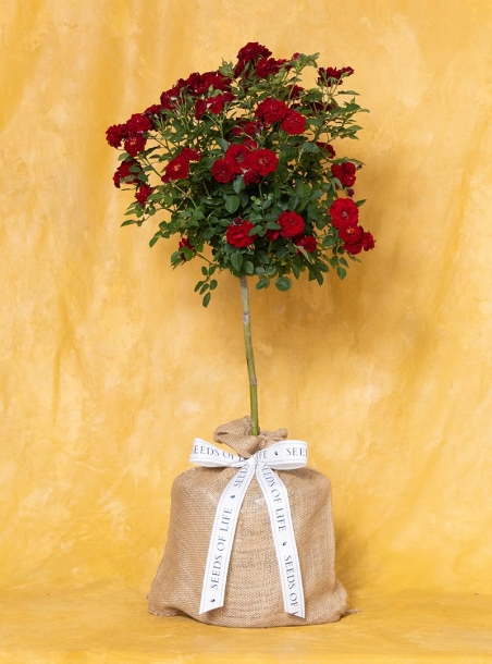 In Memory Petite Knock Out Red Rose Topiary