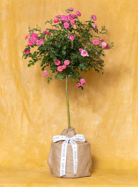Blooming Pink Rose Sympathy Tree Topiary