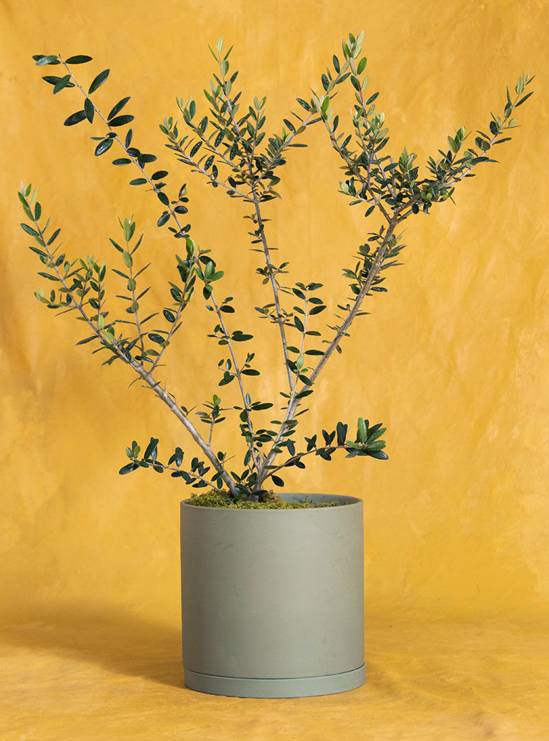 Potted Housewarming Arbequina Olive Tree: Seeds Of Life