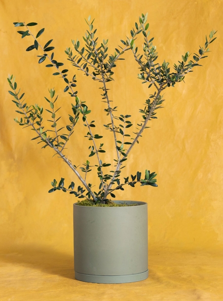 Potted Memorial Arbequina Olive Tree