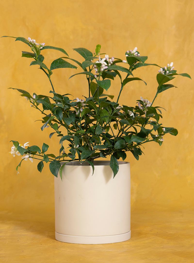 Birthday Potted Meyer Lemon: Seeds Of Life