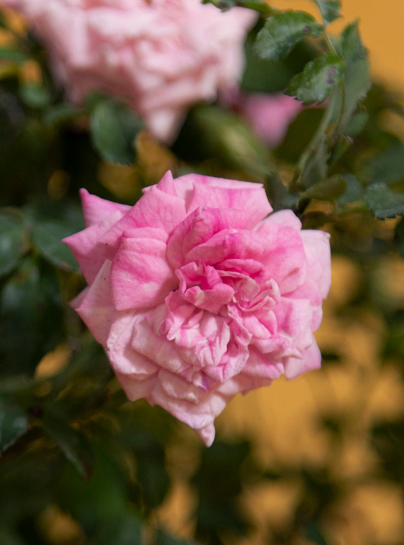 Potted Birthday Pink Petal