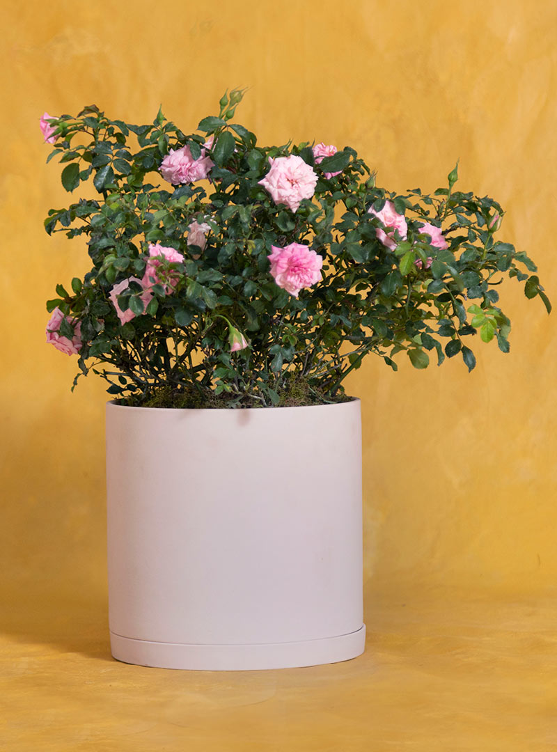 Potted Birthday Pink Petal