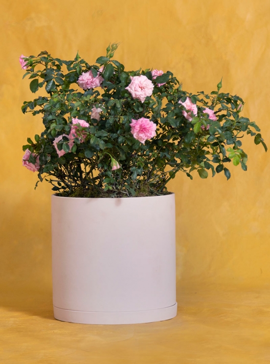 Potted Birthday Pink Petal