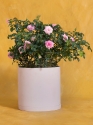 Potted Birthday Pink Petal