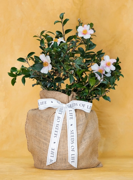 In Memory White Camellia